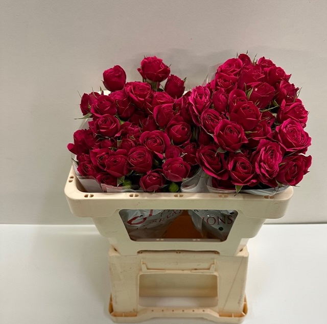 Rosa tros quincy SB.jpg